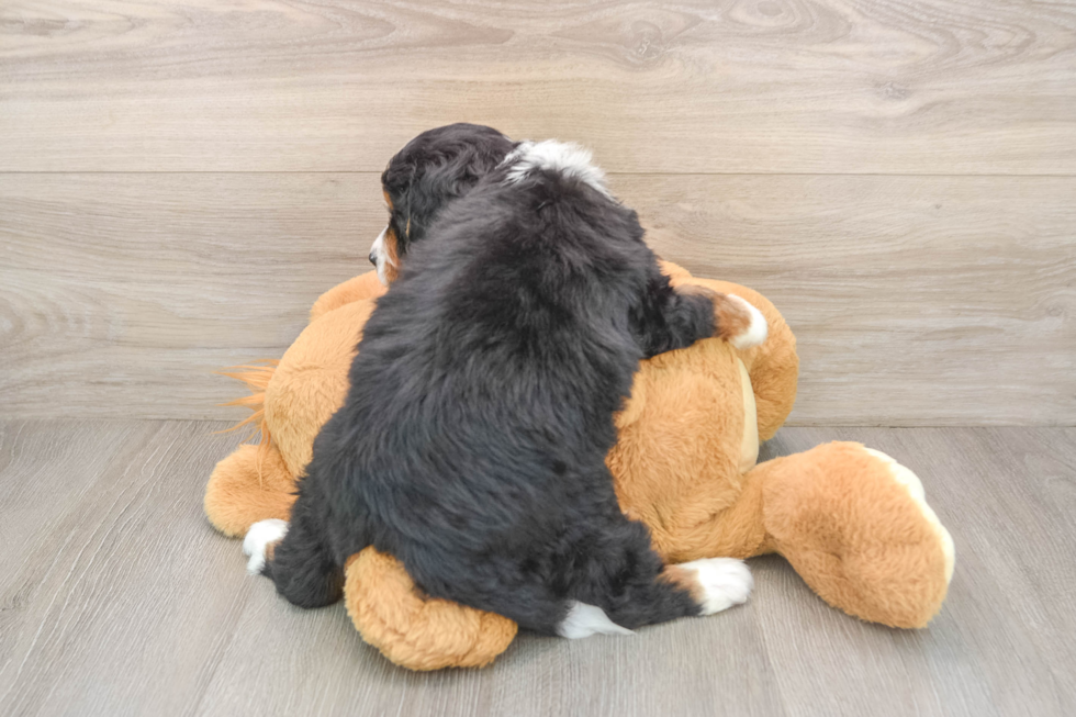 Fluffy Mini Bernedoodle Poodle Mix Pup