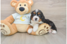 Best Mini Bernedoodle Baby