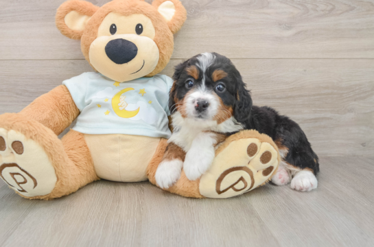 Best Mini Bernedoodle Baby