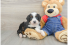 Small Mini Bernedoodle Baby