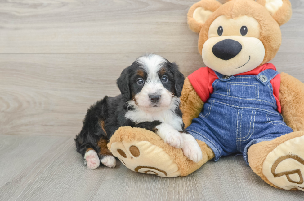 5 week old Mini Bernedoodle Puppy For Sale - Florida Fur Babies