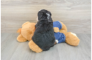 Mini Bernedoodle Pup Being Cute
