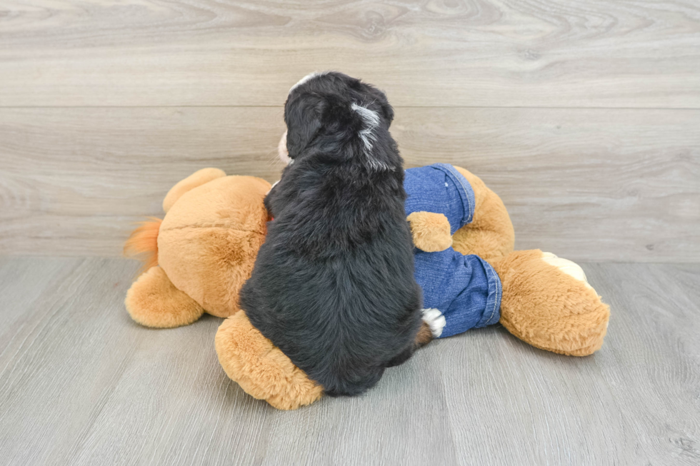 Mini Bernedoodle Pup Being Cute