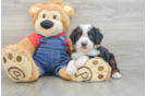 Mini Bernedoodle Pup Being Cute