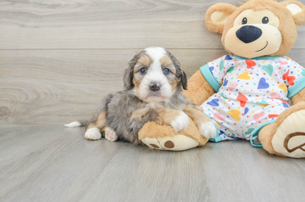 6 week old Mini Bernedoodle Puppy For Sale - Florida Fur Babies