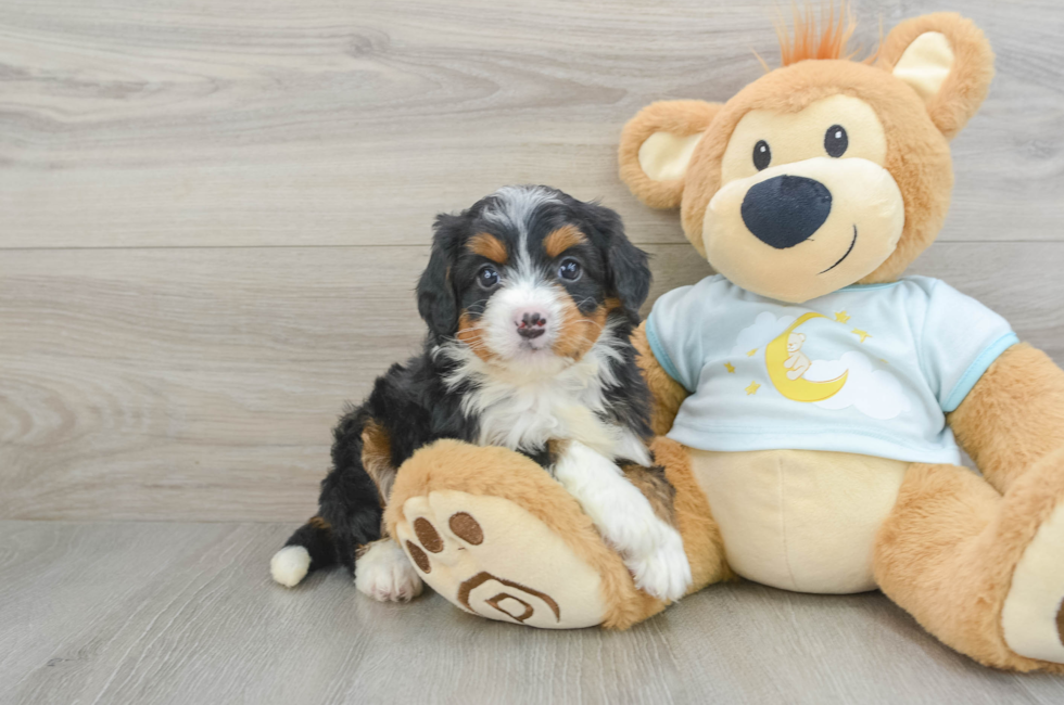 5 week old Mini Bernedoodle Puppy For Sale - Florida Fur Babies