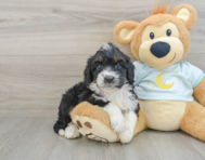 8 week old Mini Bernedoodle Puppy For Sale - Florida Fur Babies