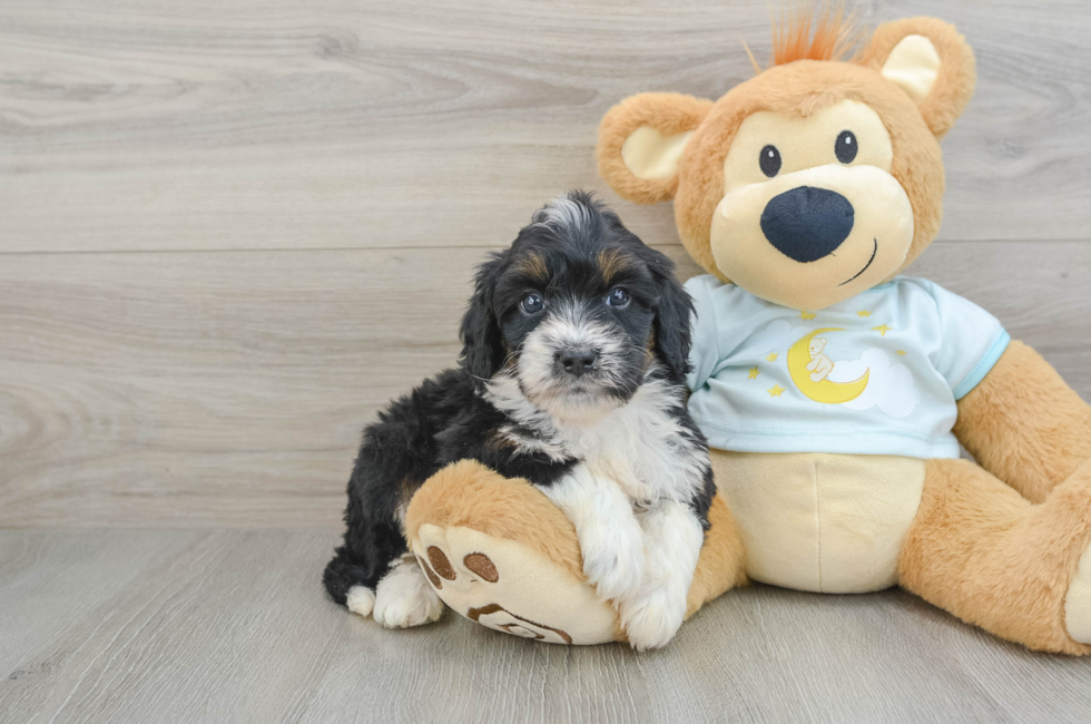 7 week old Mini Bernedoodle Puppy For Sale - Florida Fur Babies