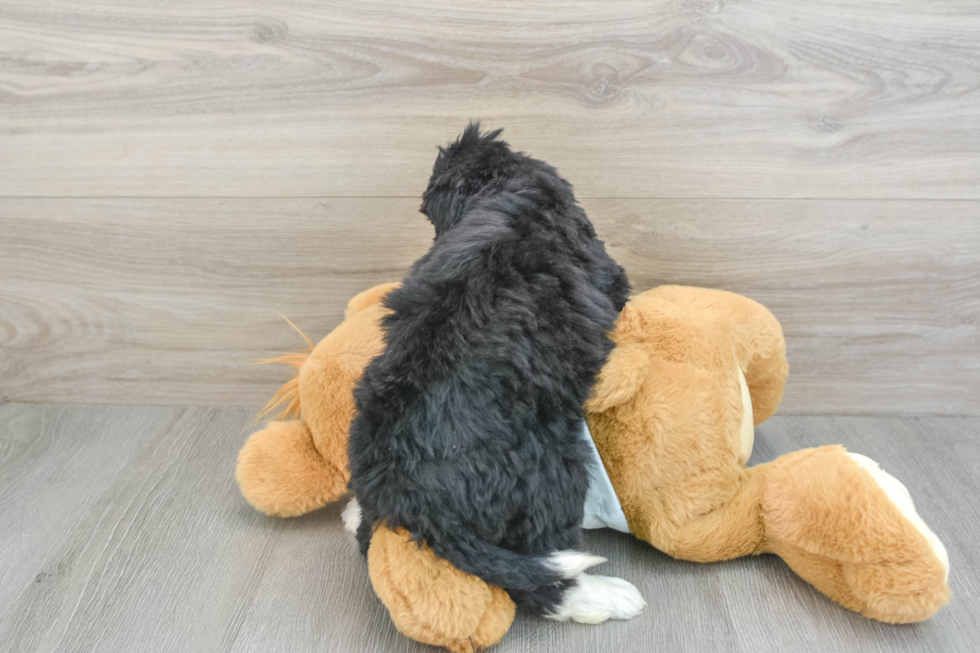 Best Mini Bernedoodle Baby