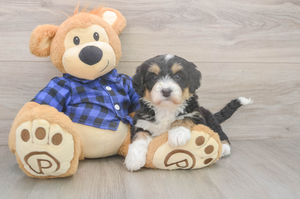 5 week old Mini Bernedoodle Puppy For Sale - Florida Fur Babies