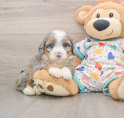 6 week old Mini Bernedoodle Puppy For Sale - Florida Fur Babies
