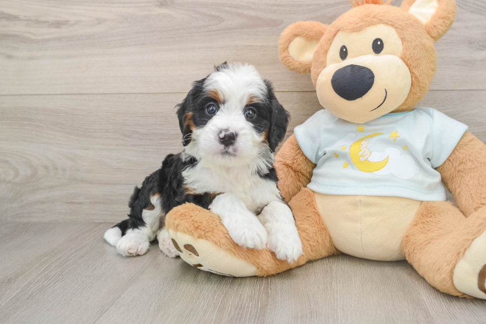 Best Mini Bernedoodle Baby