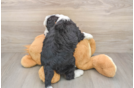 Mini Bernedoodle Puppy for Adoption