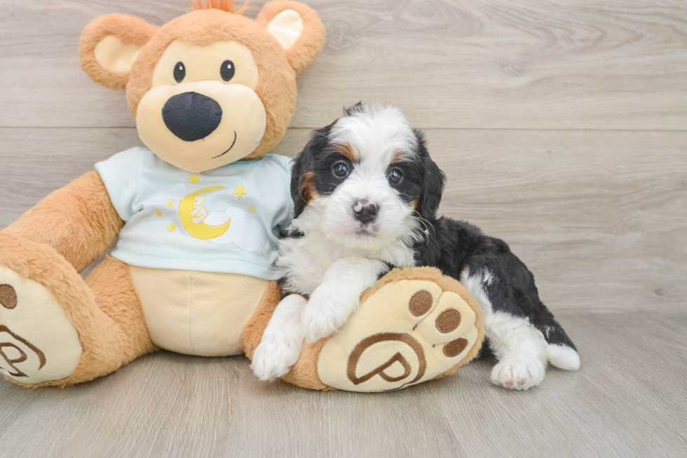 Cute Mini Bernedoodle Baby