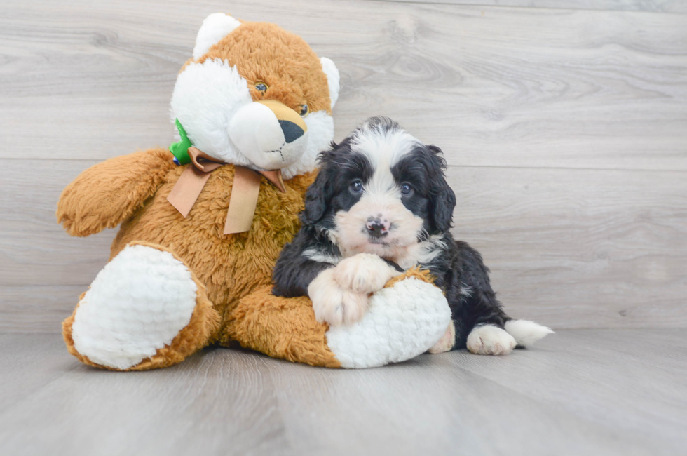 7 week old Mini Bernedoodle Puppy For Sale - Florida Fur Babies