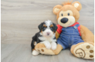 Funny Mini Bernedoodle Poodle Mix Pup
