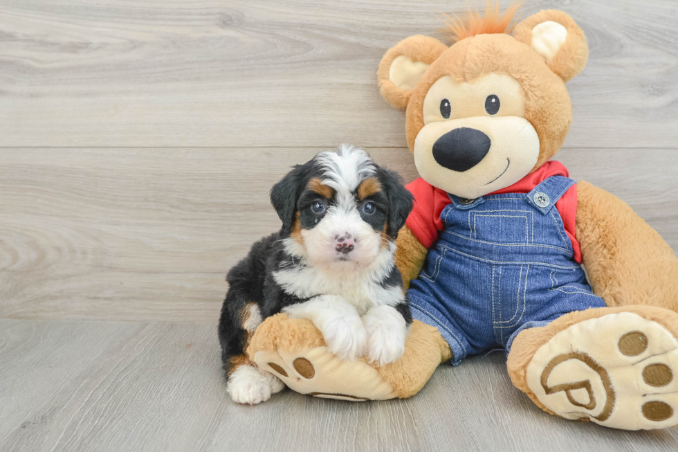 Funny Mini Bernedoodle Poodle Mix Pup