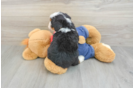 Mini Bernedoodle Pup Being Cute
