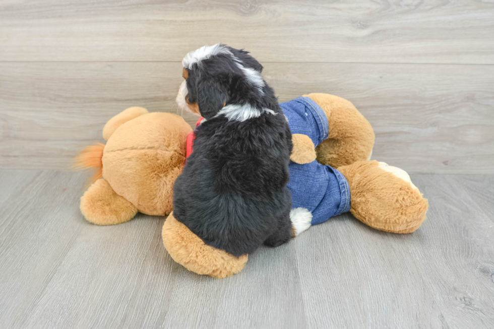Mini Bernedoodle Pup Being Cute