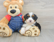 7 week old Mini Bernedoodle Puppy For Sale - Florida Fur Babies