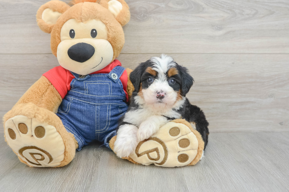 5 week old Mini Bernedoodle Puppy For Sale - Florida Fur Babies
