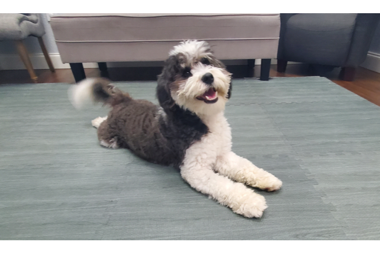 Cute Mini Bernedoodle Poodle Mix Pup