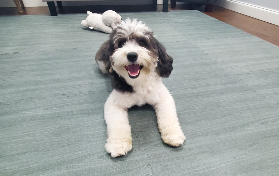 Cute Mini Bernedoodle Poodle Mix Pup