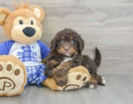 7 week old Mini Bernedoodle Puppy For Sale - Florida Fur Babies