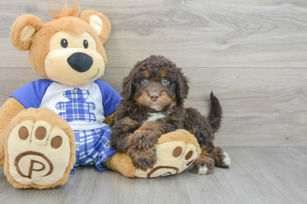 6 week old Mini Bernedoodle Puppy For Sale - Florida Fur Babies