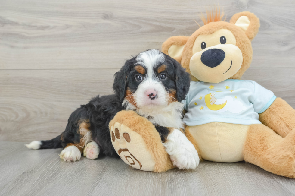 5 week old Mini Bernedoodle Puppy For Sale - Florida Fur Babies