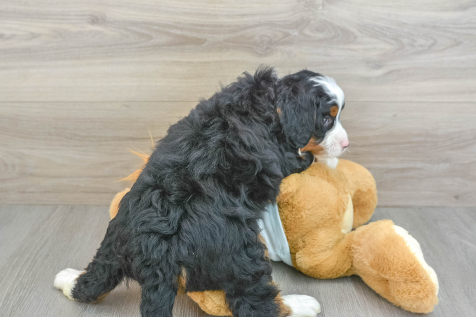 Mini Bernedoodle Pup Being Cute