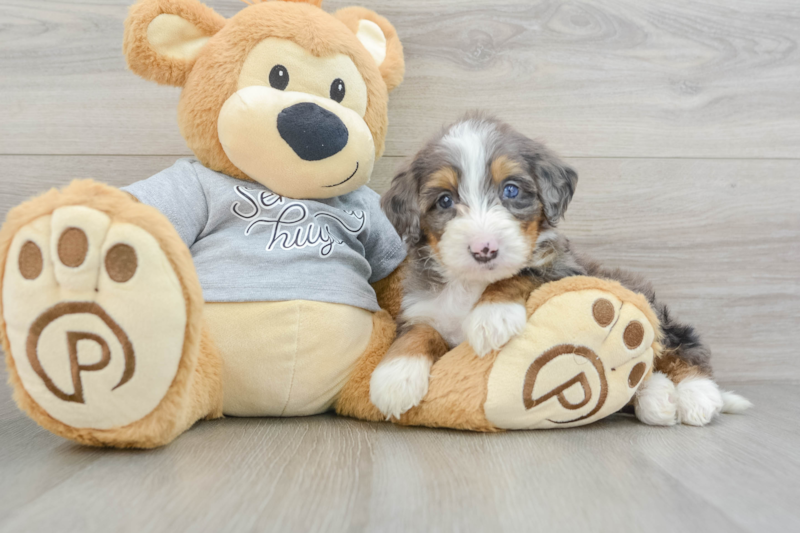 Meet Dillon - our Mini Bernedoodle Puppy Photo 3/3 - Florida Fur Babies