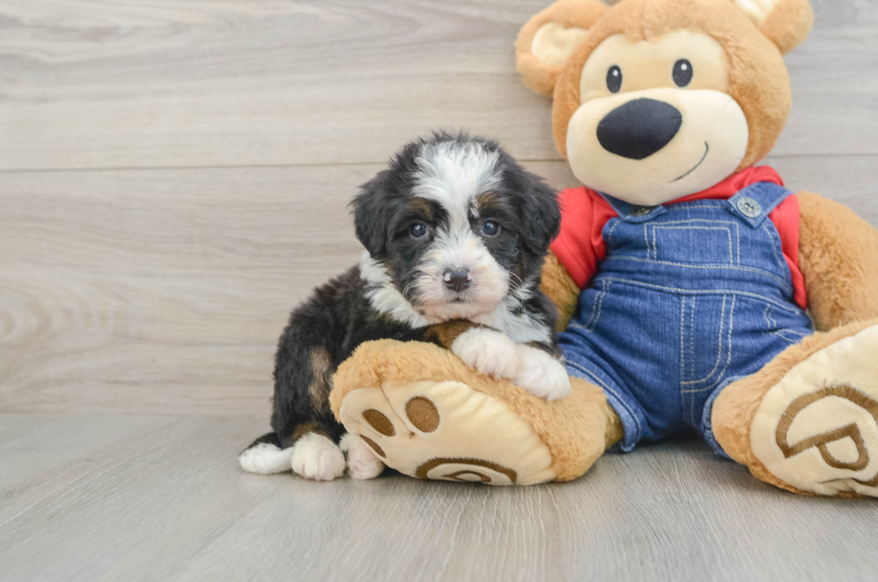 5 week old Mini Bernedoodle Puppy For Sale - Florida Fur Babies