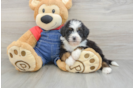 Mini Bernedoodle Puppy for Adoption