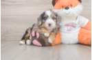 Mini Bernedoodle Pup Being Cute