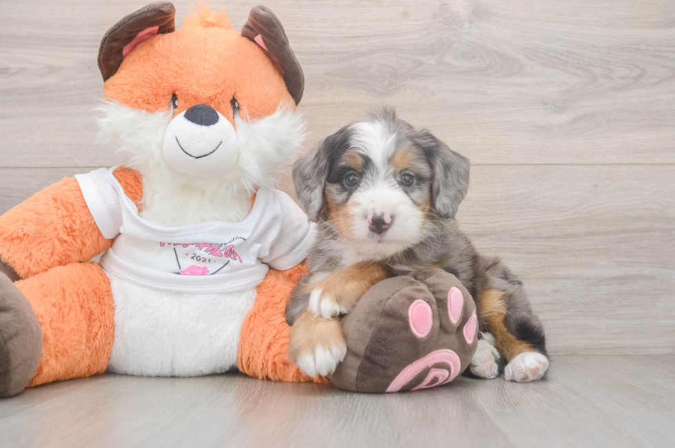 5 week old Mini Bernedoodle Puppy For Sale - Florida Fur Babies