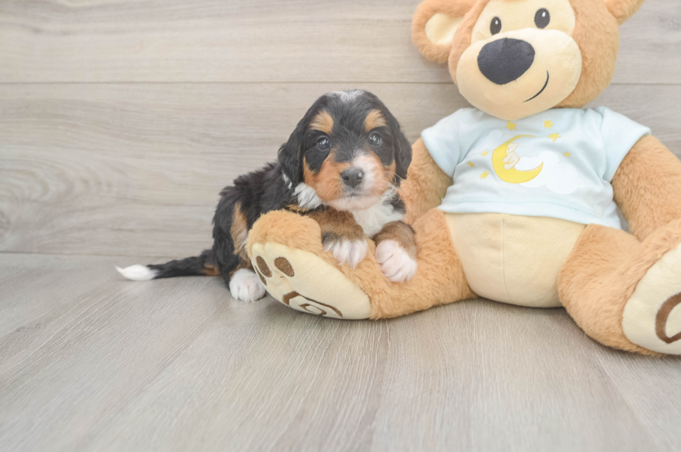 5 week old Mini Bernedoodle Puppy For Sale - Florida Fur Babies