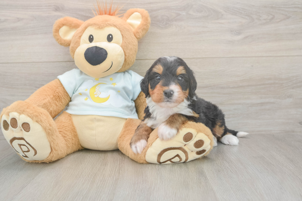 Hypoallergenic Mini Bernesepoo Poodle Mix Puppy