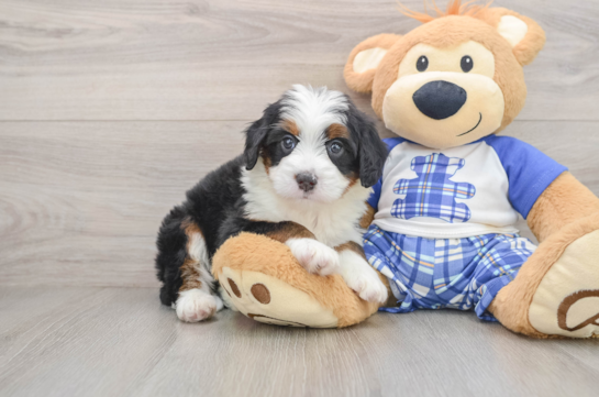 Mini Bernedoodle Puppy for Adoption