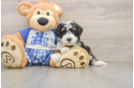 Adorable Mini Bernadoodle Poodle Mix Puppy