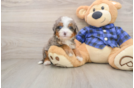 Mini Bernedoodle Puppy for Adoption