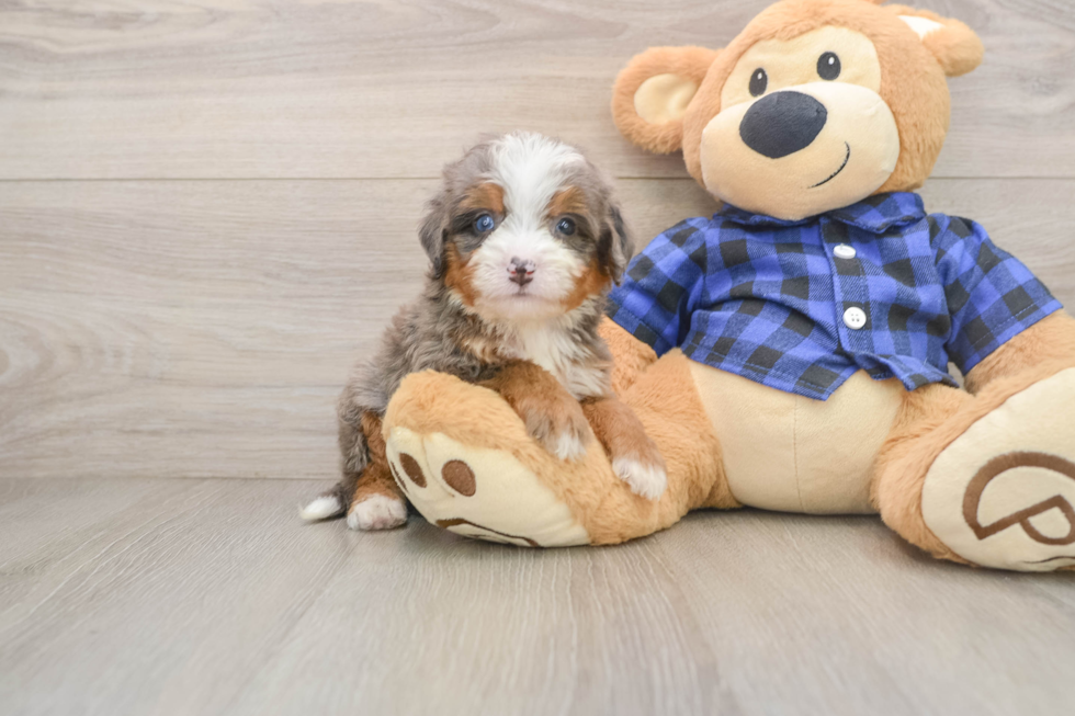 Mini Bernedoodle Puppy for Adoption