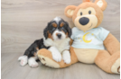Smart Mini Bernedoodle Poodle Mix Pup