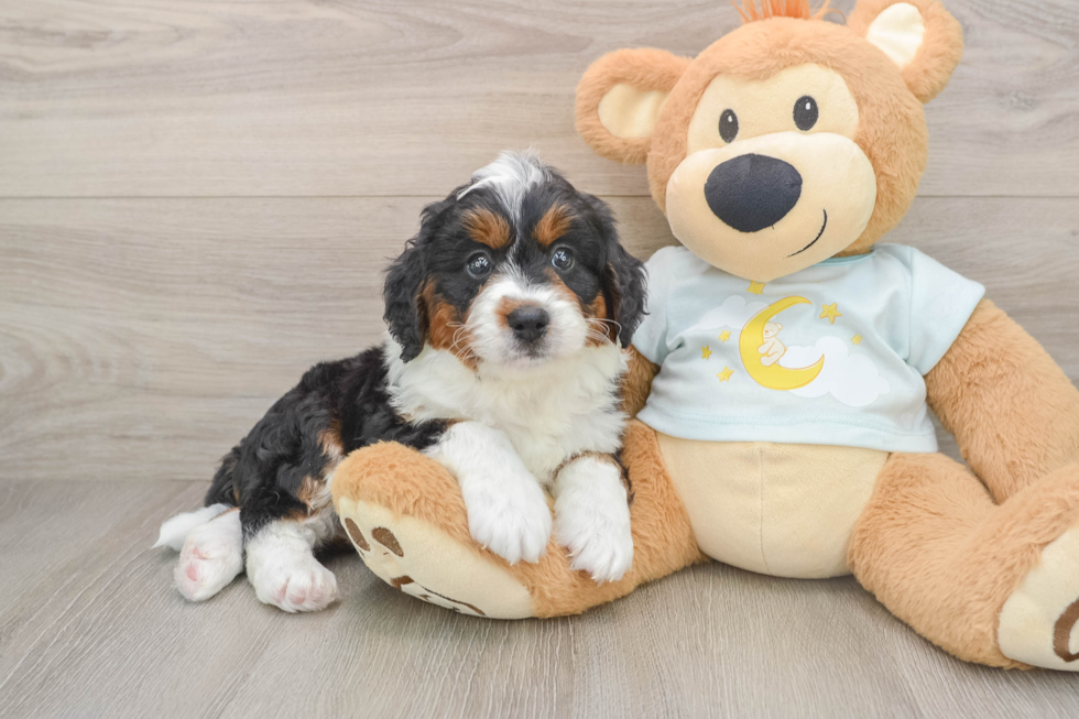 Smart Mini Bernedoodle Poodle Mix Pup