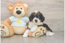 Energetic Bernese Doodle Poodle Mix Puppy