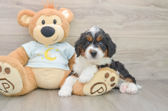 Energetic Bernese Doodle Poodle Mix Puppy