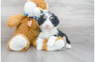 Meet Dillon - our Mini Bernedoodle Puppy Photo 2/3 - Florida Fur Babies