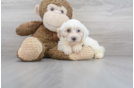 Meet Dillon - our Mini Bernedoodle Puppy Photo 1/3 - Florida Fur Babies