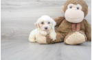 Meet Dillon - our Mini Bernedoodle Puppy Photo 2/3 - Florida Fur Babies