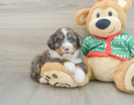 6 week old Mini Bernedoodle Puppy For Sale - Florida Fur Babies